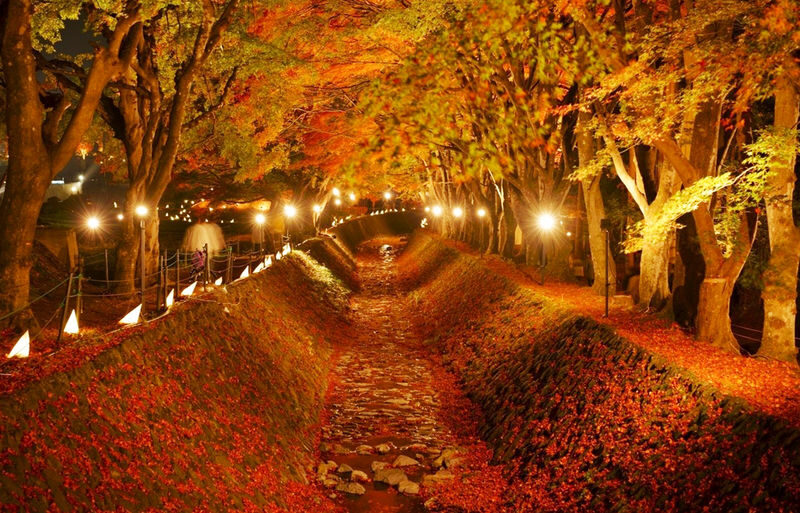 12:30 Departure - Mount Fuji with free dinner set - Kawaguchiko, Oishi Park, Oshino Hakkai, Illumination tour - Dinner is included, with a few details to check