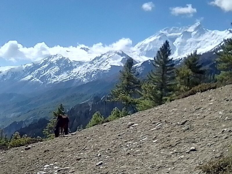 12 Day Annapurna Circuit Trek from Pokhara or Kathmandu - Final Thoughts: Is This Trek Right for You?