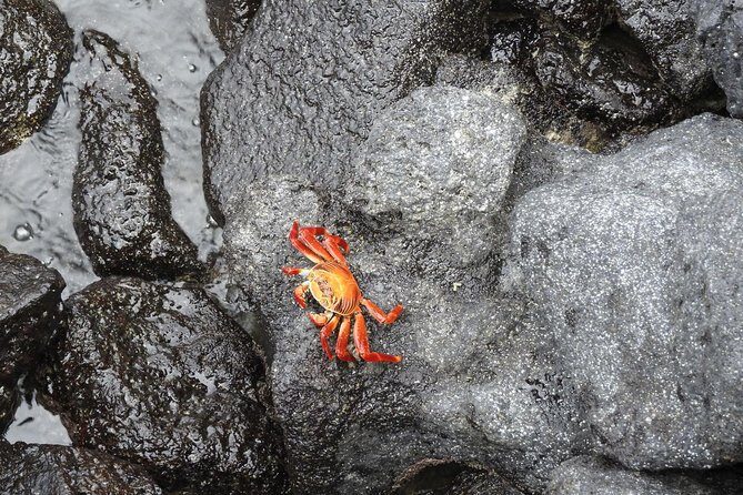 12-Day Galapagos Superior Adventure (Tourist Class) - FAQ