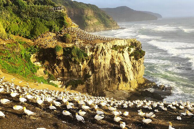 12 Day New Zealand Private Tour from Auckland to Stewart Island - Key Points