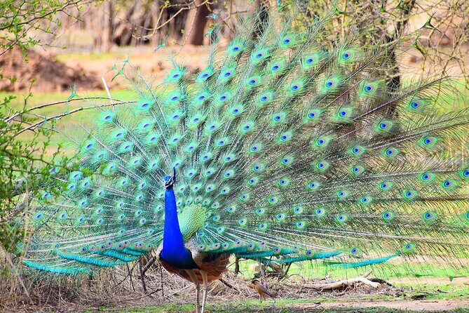 12-Days - Splendors of Golden Triangle & Rajasthan - Exploring the 12-Day Itinerary: What to Expect