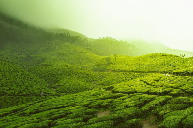 12 Hours Private Munnar Tour from Kochi - A Deep Dive into the Munnar Day Trip Experience