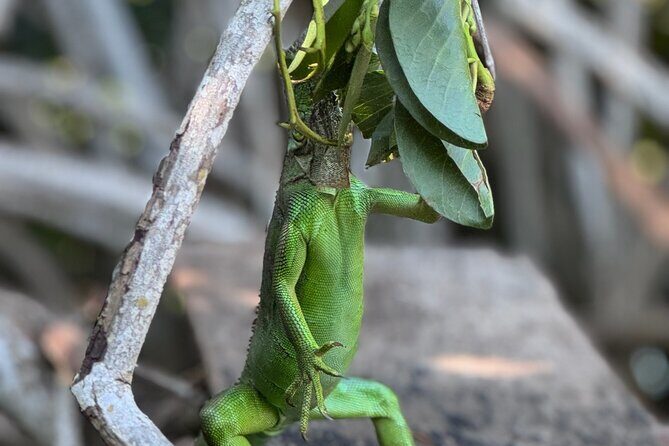 14 Day Beach Paradise Tour in Puerto Escondido Mexico - FAQs