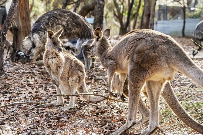 14 Day Tour from Sydney to Cairns Fraser Island and Whitsundays - The Fraser Island 4WD Adventure