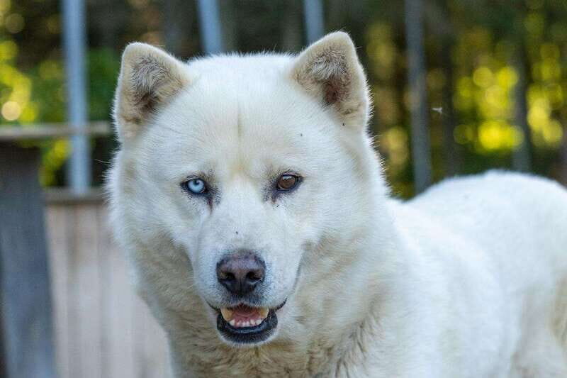 15 min. Tadoussac : Behind-the-Scenes Sled Dog Kennel Tour - The Experience in Detail