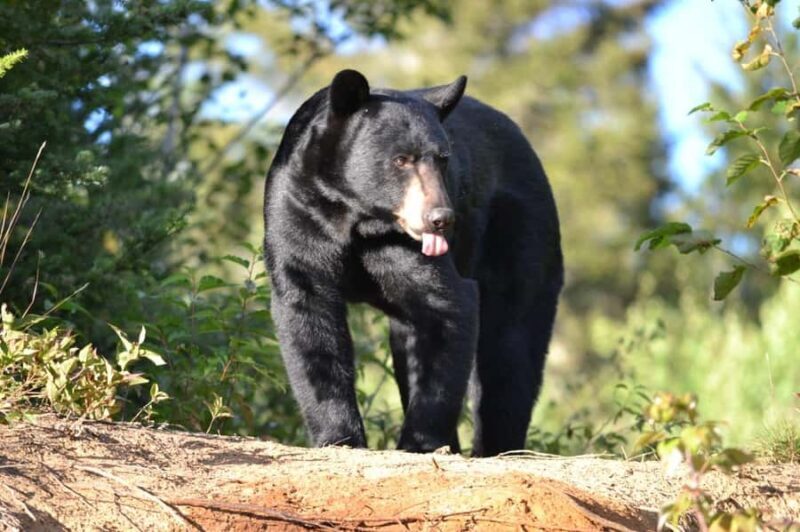 15 min. Tadoussac : Black Bear Observation with Expert Guide - Discovering Black Bears in Quebec: A Practical Review of the Tadoussac Experience