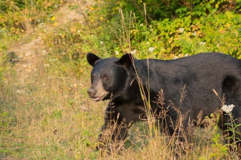 15 min. Tadoussac : Black Bear Observation with Expert Guide - Key Points