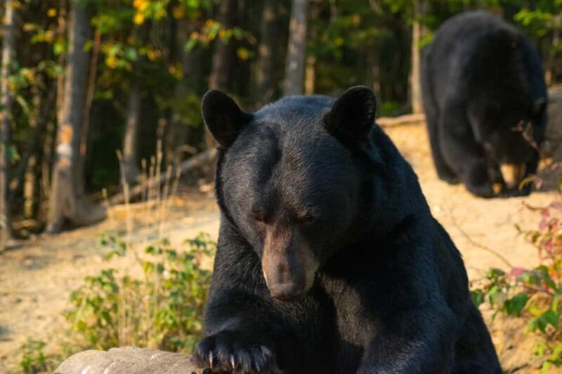 15 min. Tadoussac : Black Bear Observation with Expert Guide - Value and Why This Tour Matters