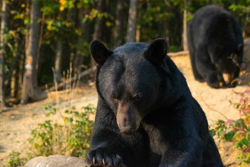 15 min. Tadoussac : Black Bear Observation with Expert Guide - Final Thoughts