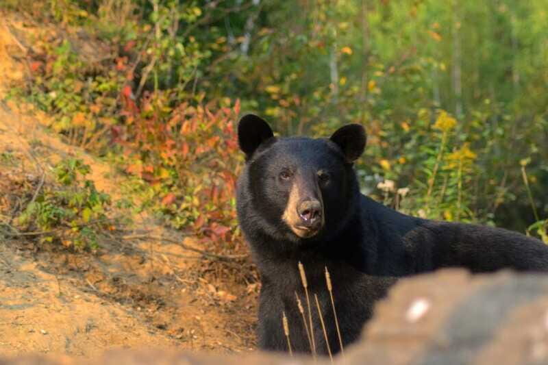 15 min. Tadoussac : Black Bear Observation with Expert Guide - FAQ
