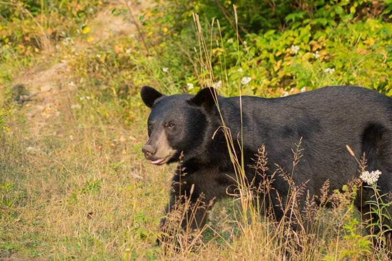 15 min. Tadoussac : Black Bear Observation with Expert Guide - Final Summary