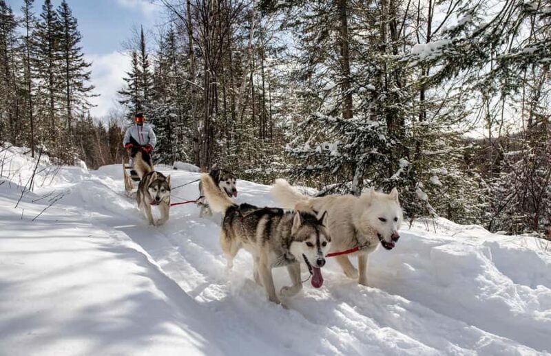 15 min. Tadoussac : Dog Sled Excursion in Saguenay Fjord - A Thorough Look at the Dog Sledding Experience in Saguenay Fjord