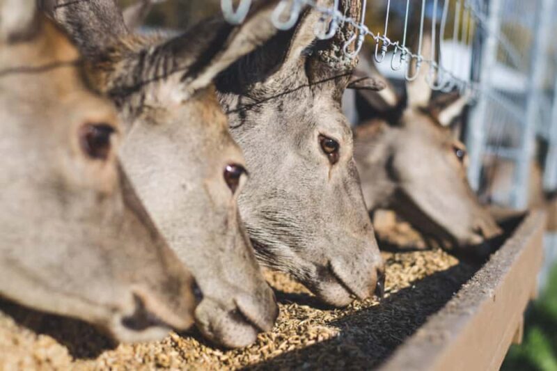 15 min. Tadoussac: Free visit to the animal shelter and farm - Exploring the Farm and Refuge in Tadoussac