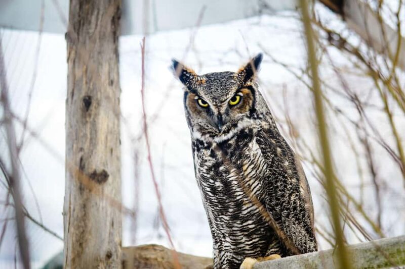 15 min. Tadoussac: Free visit to the animal shelter and farm - What Animals Will You Encounter?