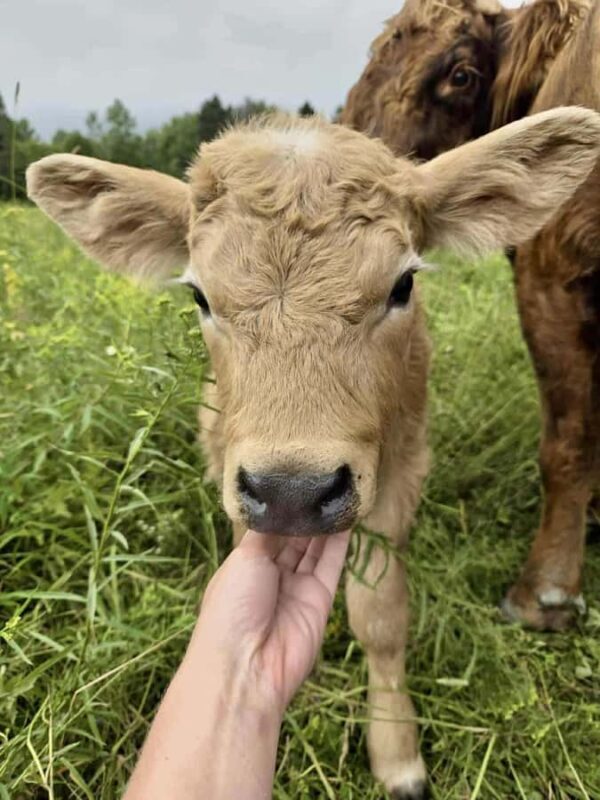 15 min. Tadoussac: Free visit to the animal shelter and farm - Who Will Love This?