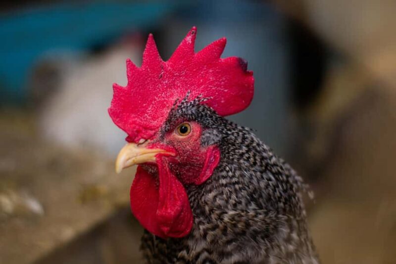 15 min. Tadoussac: Free visit to the animal shelter and farm - Price and Practicalities