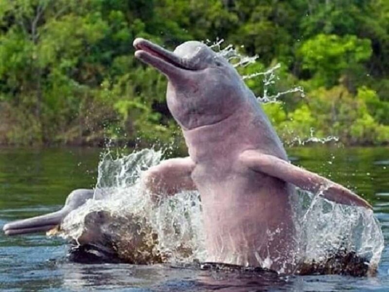 1Day Excursion to the Pacaya Samiria Piranha Fishing Reserve - Who Should Consider This Tour?