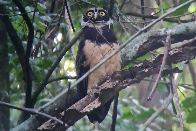 2-3-Hour Manuel Antonio Park Nature Guided Tour - Who Should Consider This Tour?