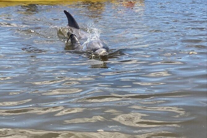 2.5 Hour Kayaking with Manatee and History Tour in Tarpon Springs - Key Points