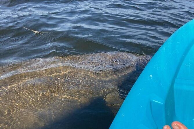 2.5 Hour Kayaking with Manatee and History Tour in Tarpon Springs - Practical Details and Considerations