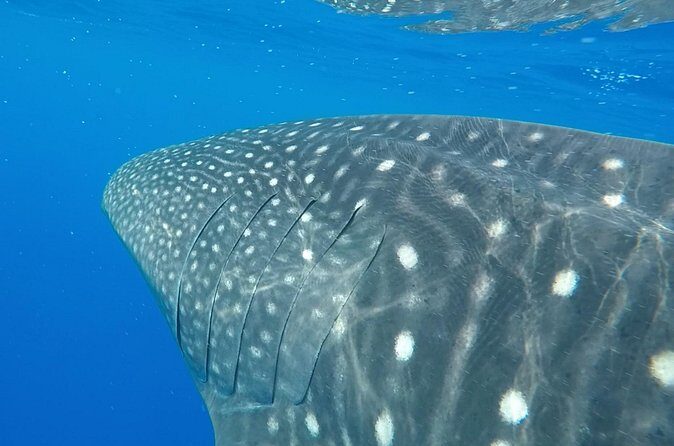 2.5 Hour Morning Snorkel - FAQ