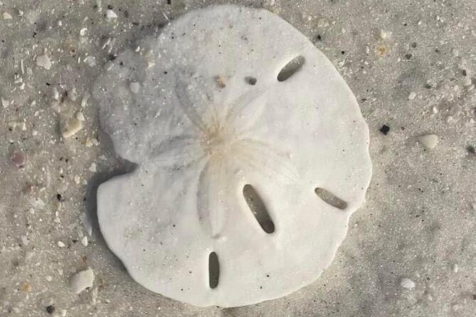 2.5 Hour Shell Key Island Adventure Including Dolphins And Shells - Key Points