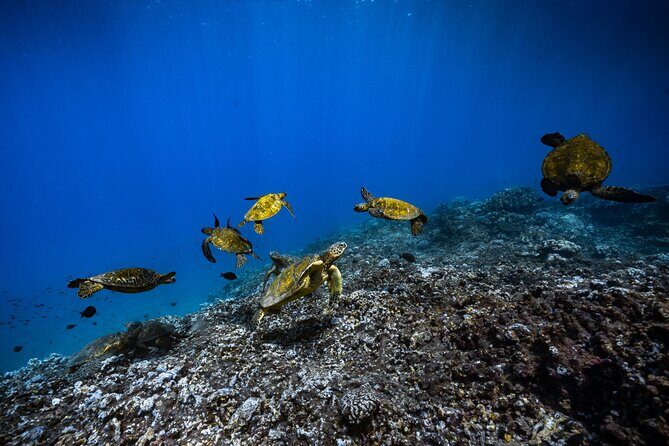 2.5 Hour Xpress Snorkel from Kaanapali Beach - Key Points