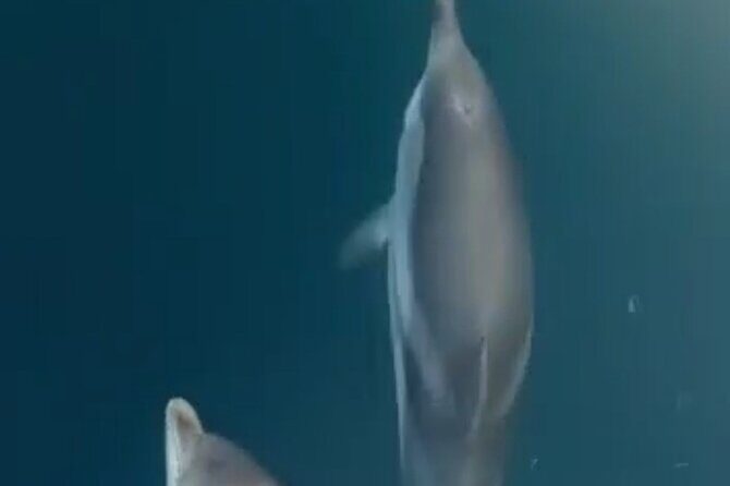 2.5 Hours Sunset Boat Tour in Search of Dolphins - A closer look at the experience