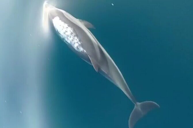 2.5 Hours Sunset Boat Tour in Search of Dolphins - FAQ