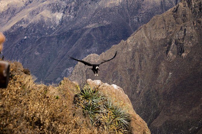 2 day 1 night trek / Colca Canyon - A Thorough Look at the Colca Canyon Trek