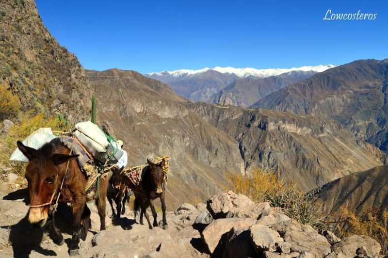 2 day 1 night trek / Colca Canyon - FAQ