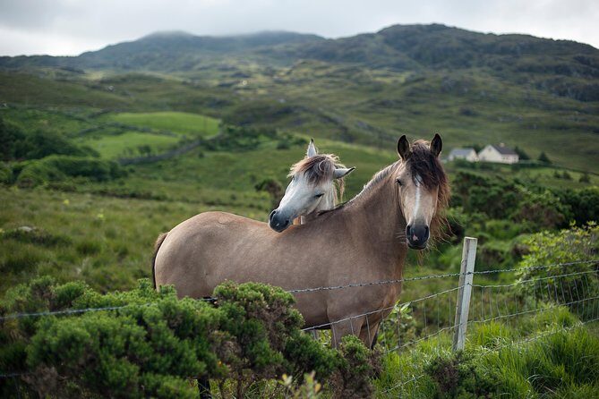2-Day Connemara and Galway Bay Rail Tour from Dublin - Why This Tour Works for Travelers
