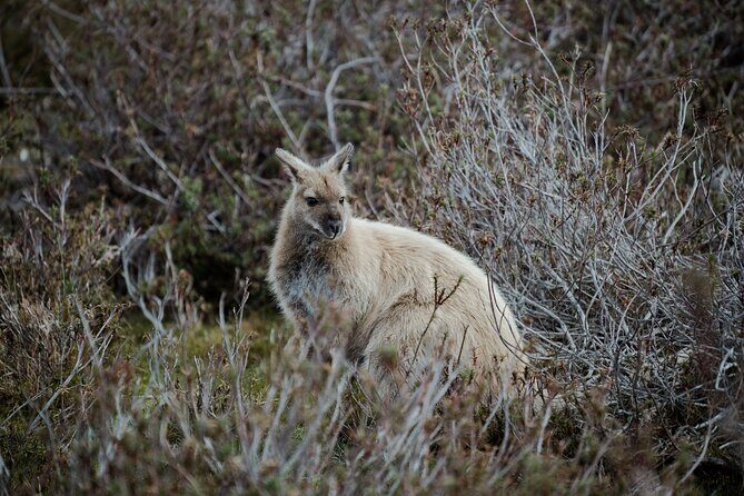 2 day Cradle Mountain and Wineglass Bay - A Detailed Look at the 2-Day Itinerary