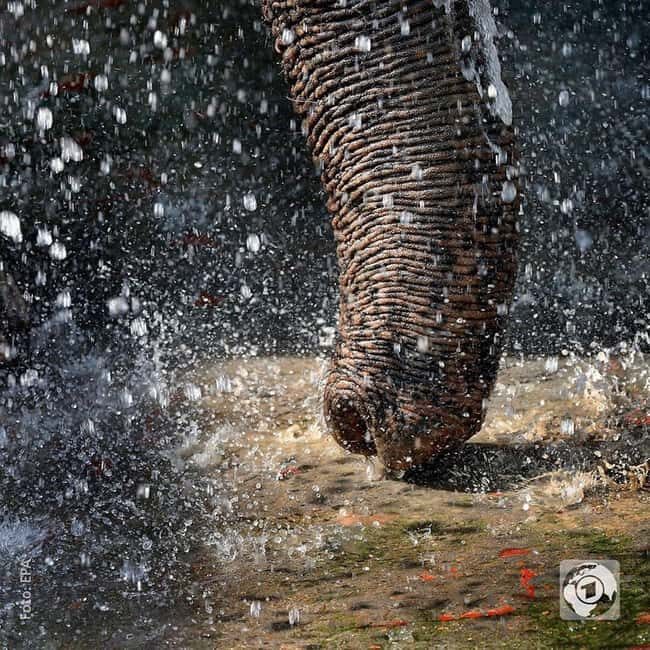 2-Day Delhi Tour with Wildlife SOS Elephant/Bear Sanctuary - Day 2: An Encounter with Rescued Animals at SOS Sanctuary