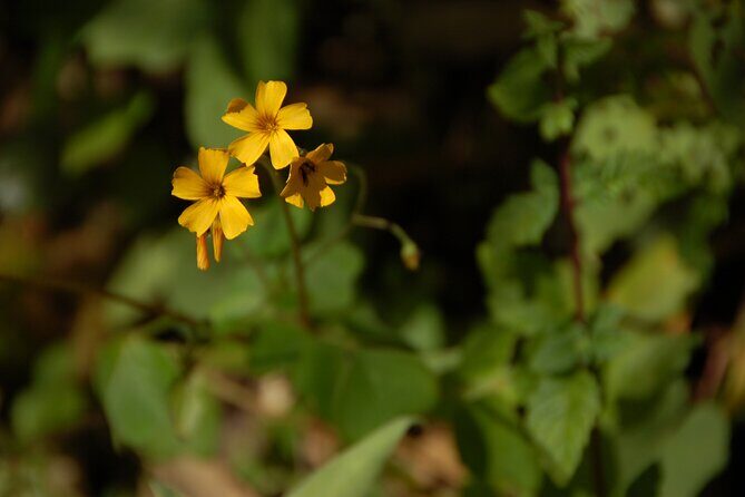 2 Day - Inca Trail to Machu Picchu - An Authentic 2-Day Inca Trail to Machu Picchu