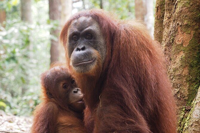 2-Day Jungle Trekking & Rafting in North Sumatra - Frequently Asked Questions