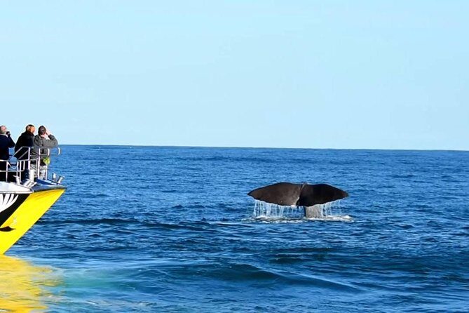 2 Day Kaikoura Whale and Dolphin Tour from Christchurch - The Complete Experience: A Detailed Look at the 2-Day Kaikoura Tour