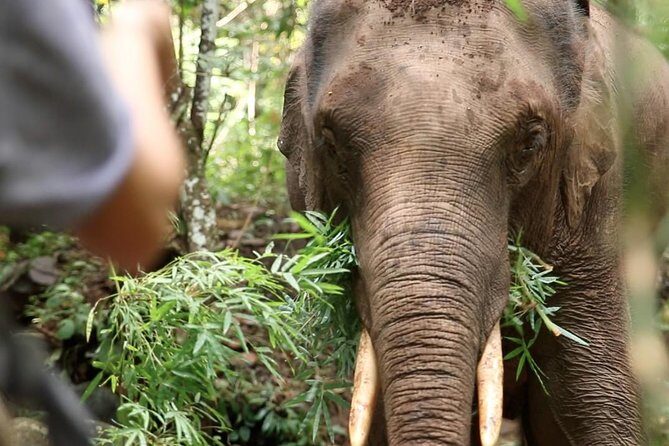 2-Day Kindred Spirit Elephant Sanctuary in Chiang Mai - A Genuine Encounter with Elephants and Karen Culture