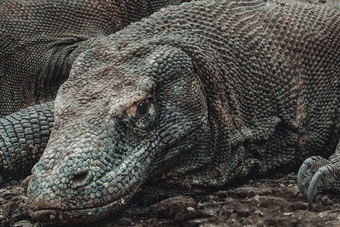 2-Day Komodo National Park and Rinca Island Wildlife Adventure from Bali - A Detailed Look at the Experience