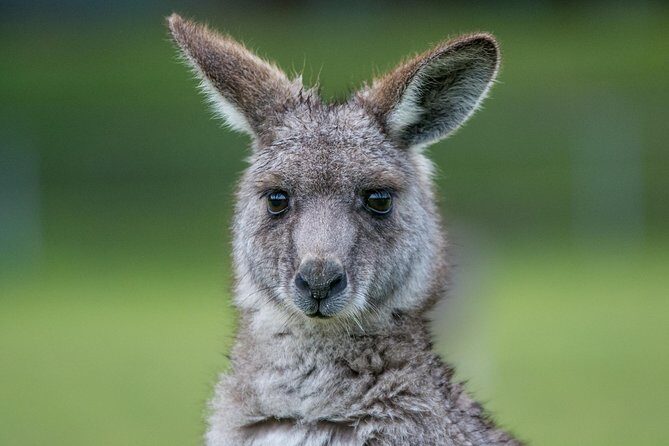 2-Day Melbourne to Adelaide Tour: Great Ocean Road and Grampians One Way Trip - Key Points