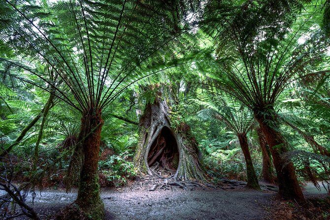 2-Day Melbourne to Adelaide Tour: Great Ocean Road and Grampians One Way Trip - Final Thoughts: Is It Worth It?