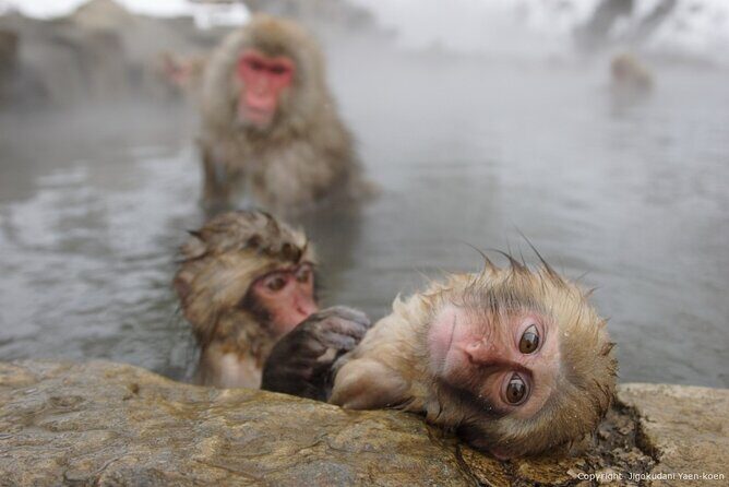 2 Day Nagano Exploration Snow Monkeys Onsen & Hokusai - Exploring Nagano in Two Days: Snow Monkeys, Onsen, and Hokusai’s Art
