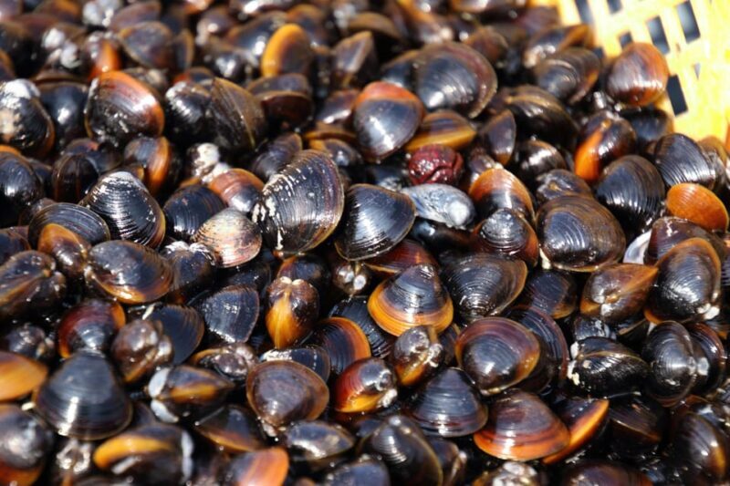 2-day One way Bus Tour from KOKURA around IZUMO to HIROSHIMA - A detailed look at the 2-day journey through western Japan