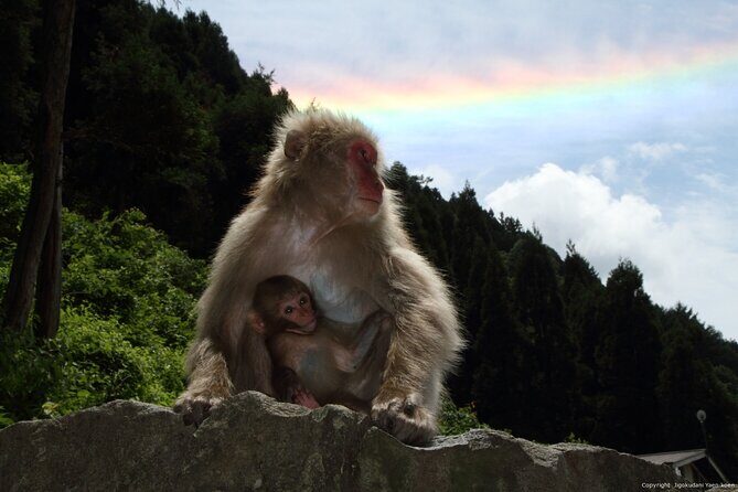 2 Day Private Tour in Tokyo with Snow Monkeys by Bullet Train - Key Points