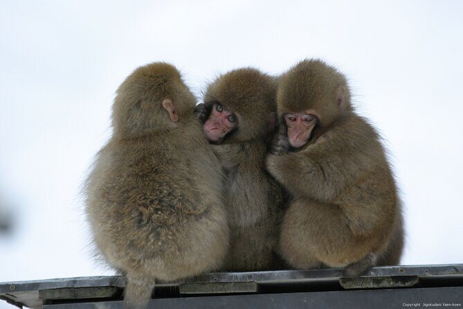 2 Day Private Tour in Tokyo with Snow Monkeys by Bullet Train - Final Thoughts