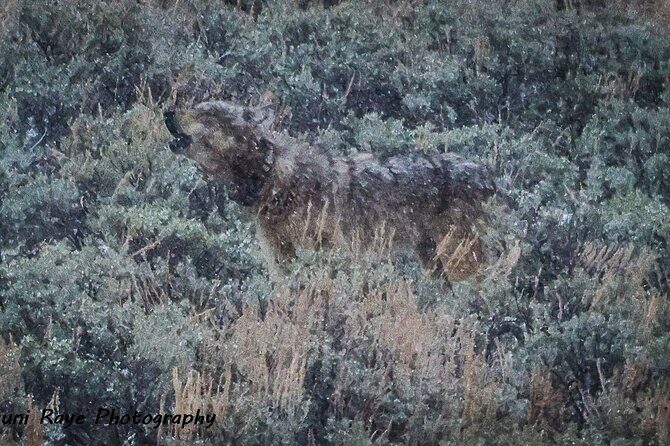 2-Day Private Tour in Yellowstone(Lower and Upper Loops w Iconic Sites) w Lunch - Who Would Enjoy This Yellowstone Tour?