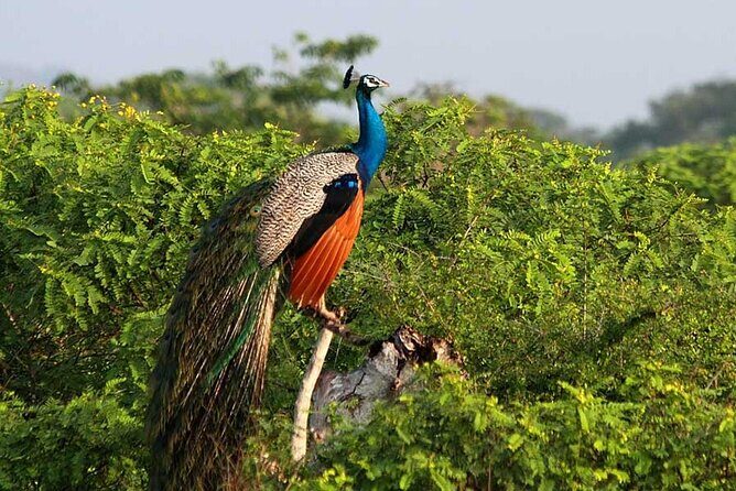 2 Day Private Tour of Yala wild Safari & Galle Sightseeing - All Inclusive - Who Would Love This Tour?