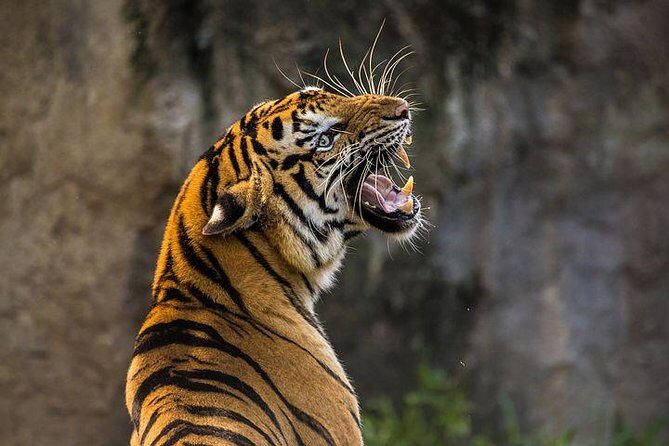 2-Day Private Tour to Ranthambhore Tiger Safari Tour from Jaipur - What This Tour Means for You
