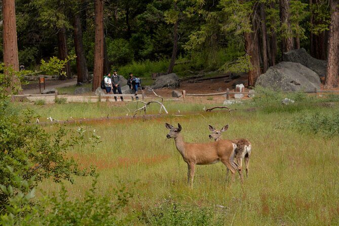 2 Day Private Tour to Yosemite National Park - Who Is This Tour Best For?
