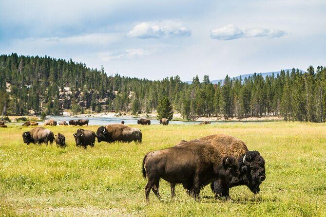 2-Day Private Yellowstone Tour(Lower and Upper Loops w Iconic Sites) w Lunch - Key Points